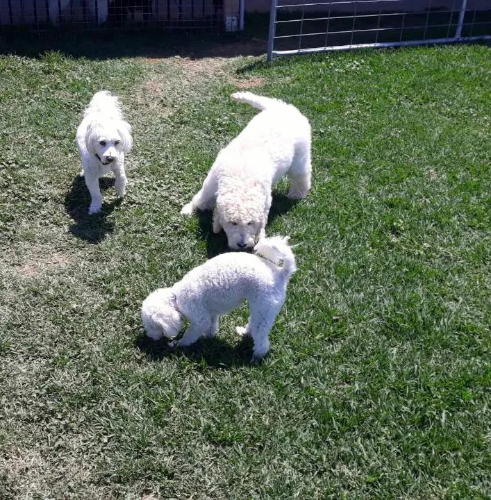 Three white dogs playing on the grass