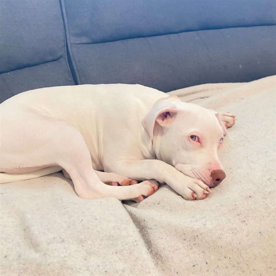 Poppy, a white dog, resting on a couch